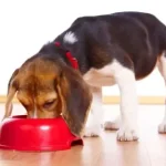 Will Raw Food for Dogs Prevent Dcm