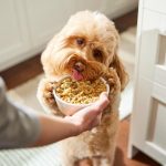 Would Adult Dog Food Hurt My 6Month Old Puppy